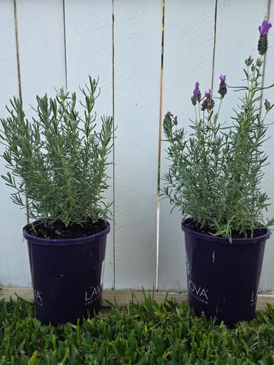 Lavender - Annerley
