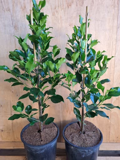Ficus hillii 'Flash' - Jerrawangala