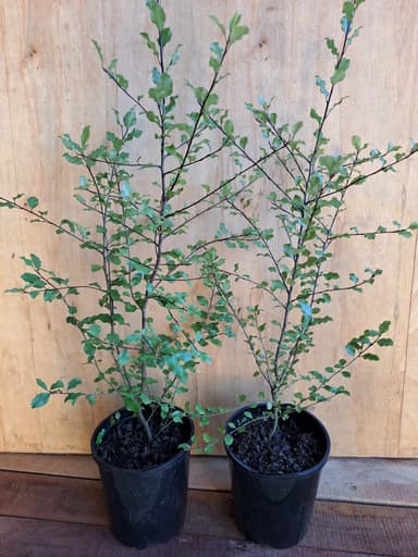 Pittosporum Silver Sheen - Jerrawangala