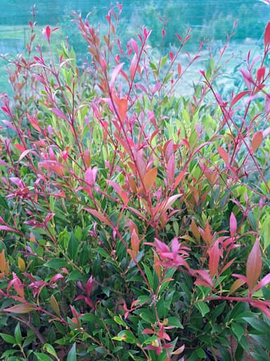 Lilly Pilly 'Forest Flame' - Jerrawangala