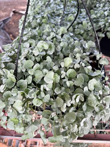 Silver Falls Dichondra - Louth Park