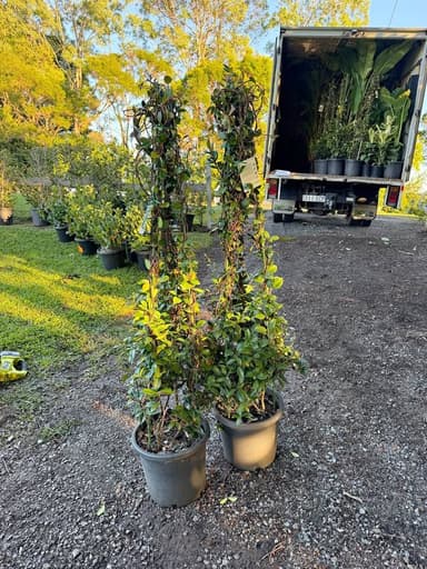 Star Jasmine - Sydney