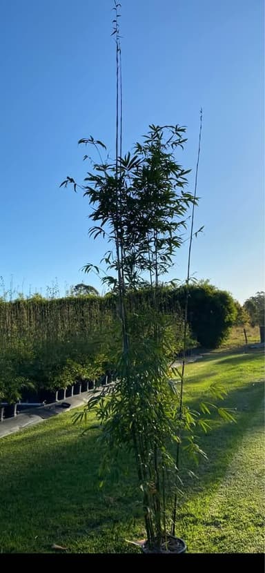 Bamboo 'Slender Weaver' - Sydney