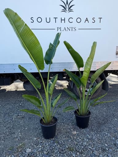 Travellers Palm - Sydney