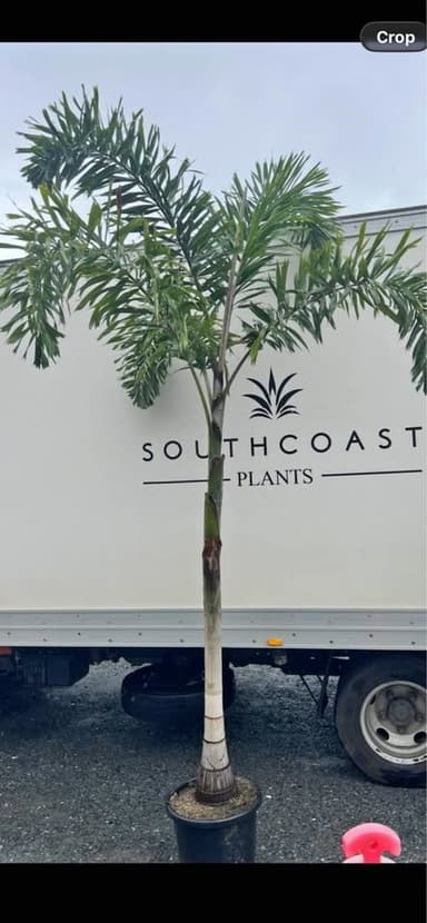 Foxtail Palm - Morisset