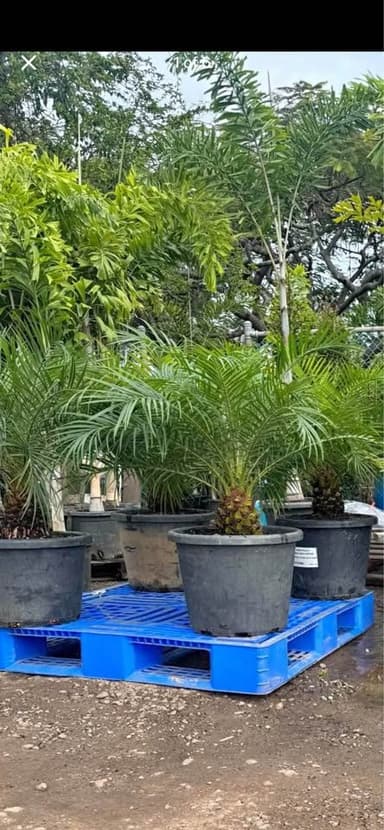 Dwarf Date Palm - Newcastle