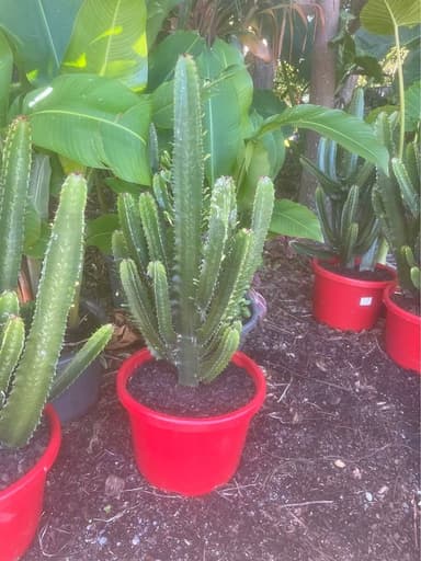Cowboy Cactus - Newcastle