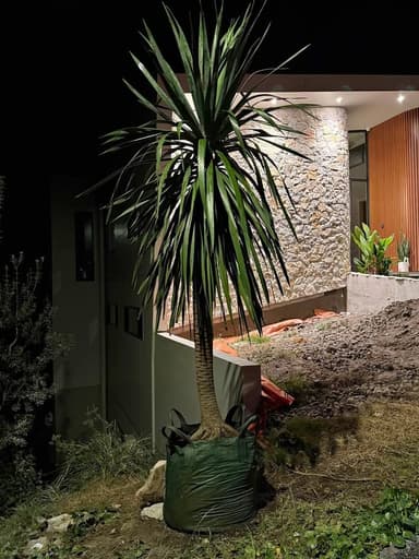 Draco Dragon Tree - Sydney