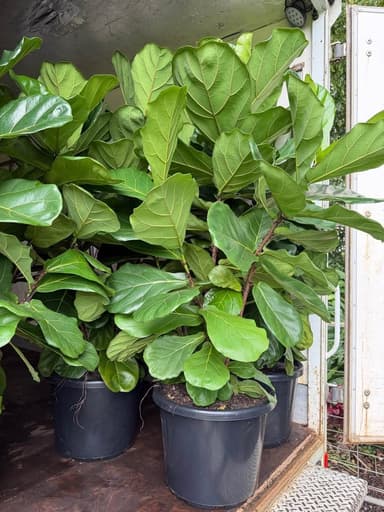 Fiddle Leaf Fig - Tamworth