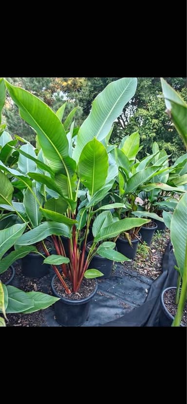 Heliconia 'Chocolate Dancer' - Sydney