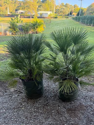 Fan Palm - Sydney