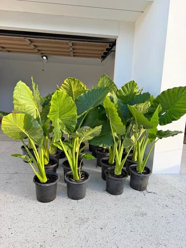 Elephant Ear Plant - Sydney