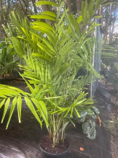 MacArthur Palm - Sydney