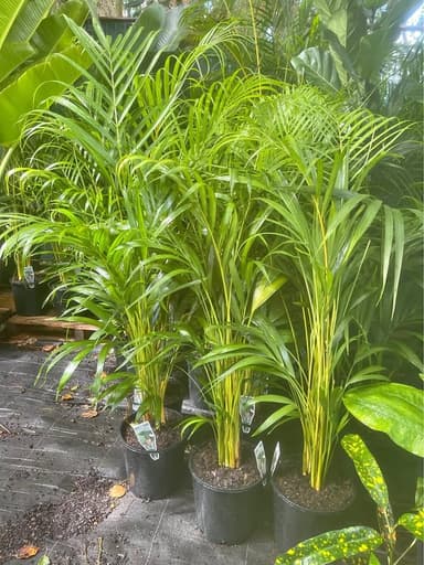Golden Cane Palm - Sydney