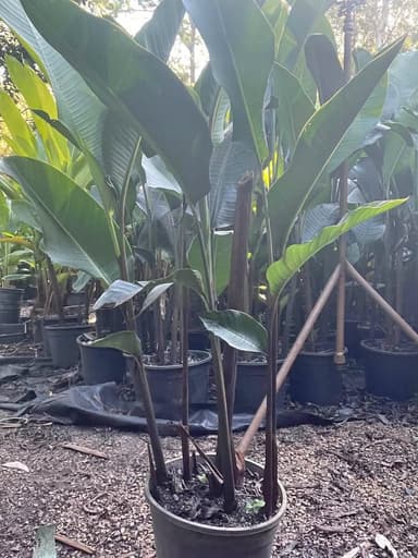 Heliconia Papasiana - Sydney