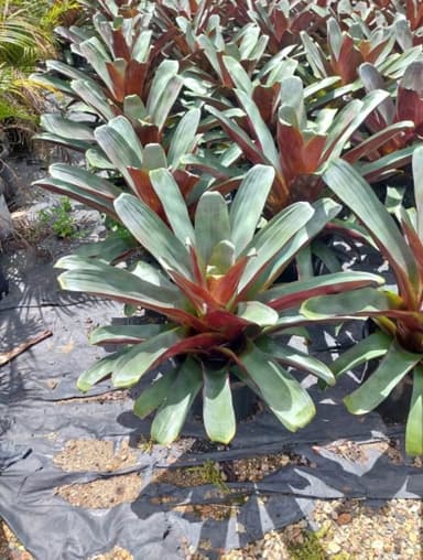 Bromeliad 'Silver Plum' - Sydney