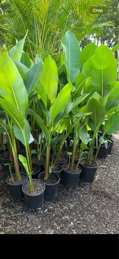 Heliconia Kawauchi - Sydney
