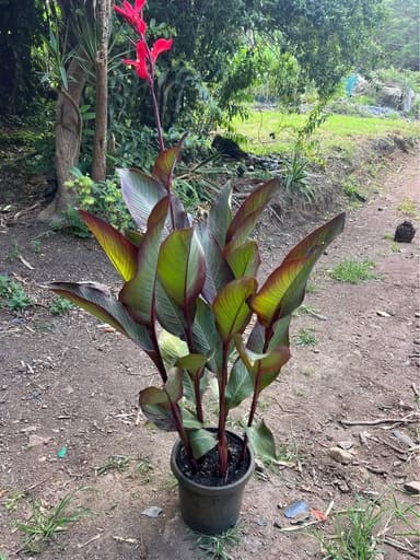 Canna Lily - Sydney