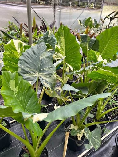Varie Elephant Ear Plant 'Variegated' - Sydney