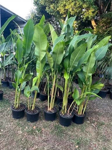Heliconia Jacquinii - Sydney
