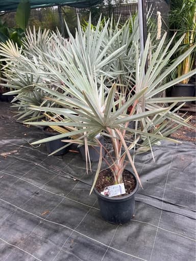 Bismarck Palm - Sydney
