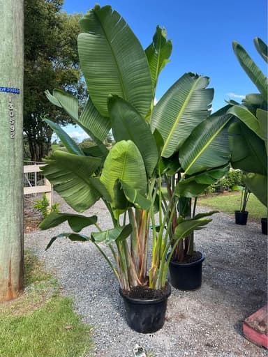 Bird of Paradise Plant - Sydney