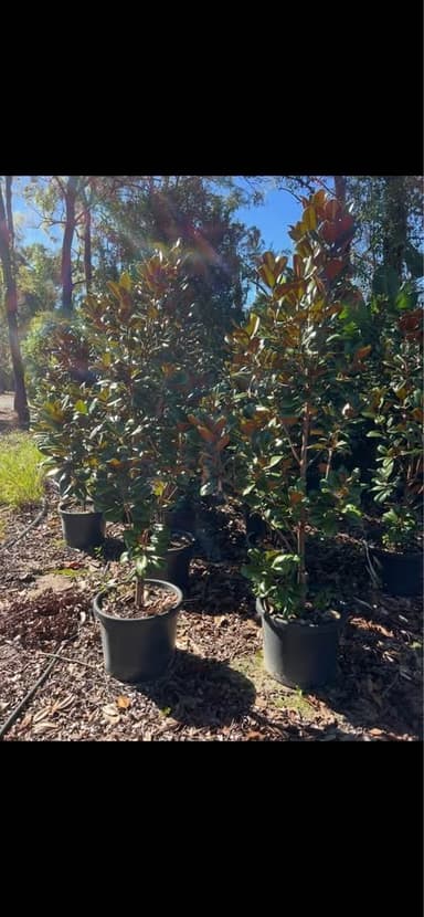 Magnolia Trees 'Teddy Bear' - Sydney