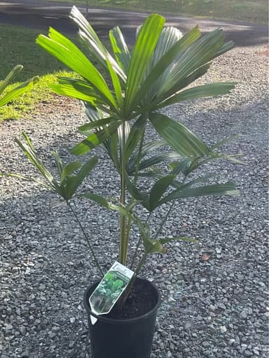 Licuala Palm - Sydney