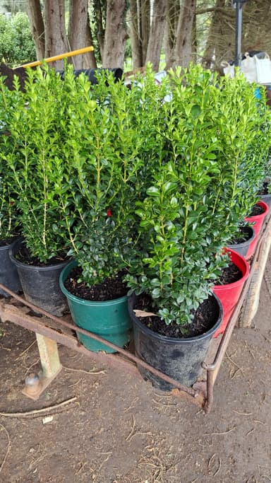 Buxus Shrubs - Epping