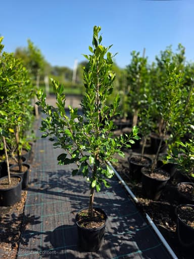 Ficus Flash - Evans Head