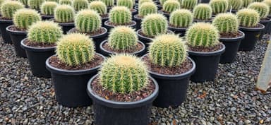 Golden Barrel Cactus - Evans Head