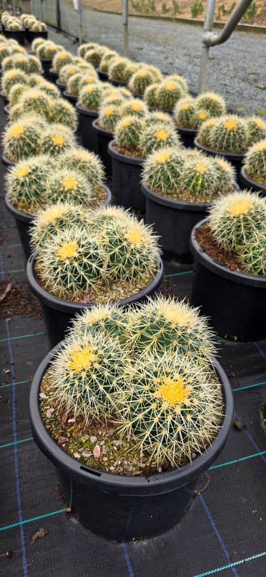Golden Barrel Cactus - Evans Head
