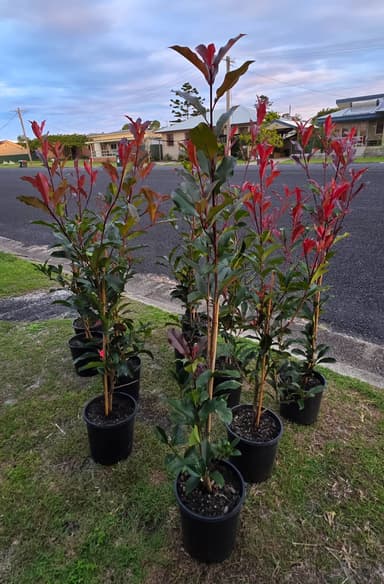 Photinia - Evans Head