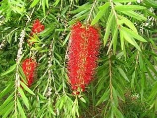 Bottlebrush 'callistemon Wilderness Red' - Jerrawangala