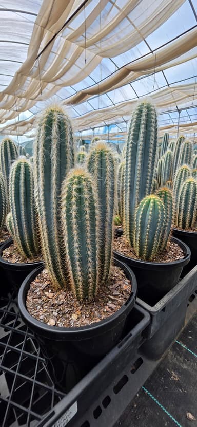 Mixed Cacti - Evans Head
