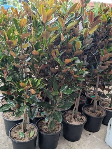 Magnolia Little Gem 'Little Gem' - Hoppers Crossing