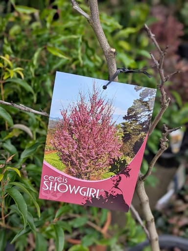 Cercis 'Showgirl' - Hoppers Crossing