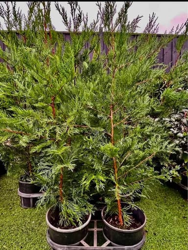 Cupressus Leighton Green - Hoppers Crossing