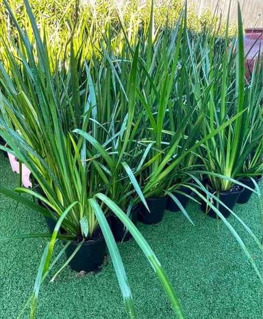 Dietes Grandiflora - Hoppers Crossing