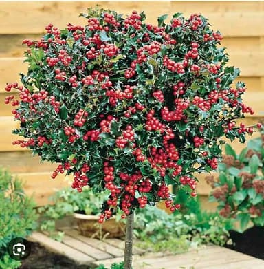Holly Standard Tree - Hoppers Crossing