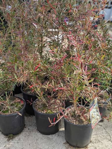 Berberis Shrub 'Spring Glory' - Hoppers Crossing