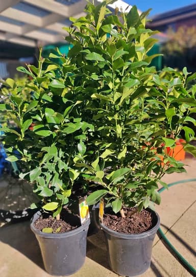 Meyer Lemon Tree - Hoppers Crossing