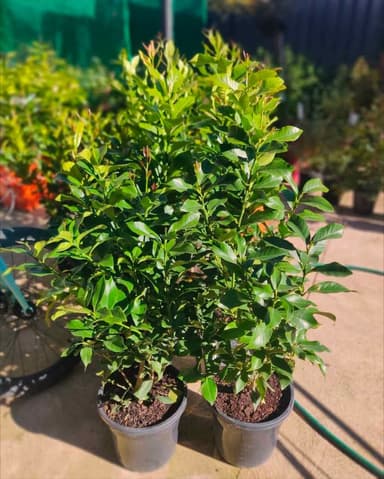 Lisbon Lemon Tree - Hoppers Crossing