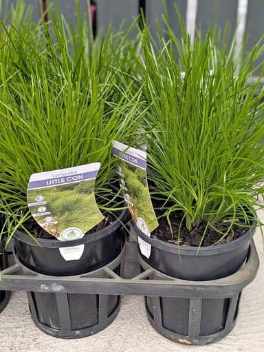 Lomandra 'Little Con' - Hoppers Crossing