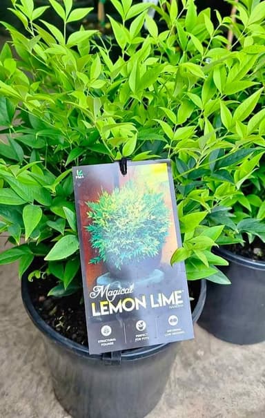 Nandina 'Magical Lemon Lime' - Hoppers Crossing