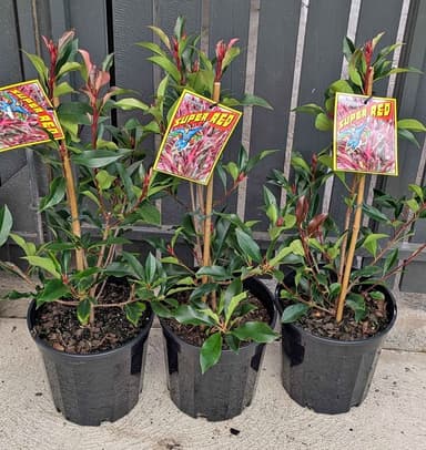 Photinia 'Super Red' - Hoppers Crossing