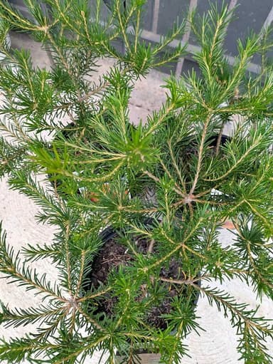 Banksia 'Bird Song' - Hoppers Crossing