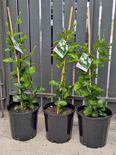 Jasmine Plant 'Sambac' - Hoppers Crossing