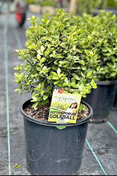 Pittosporum 'Golf Ball' - Hoppers Crossing