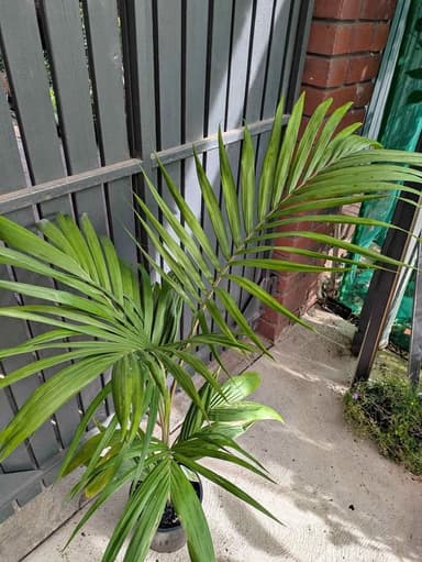 Bangalow Palm - Hoppers Crossing